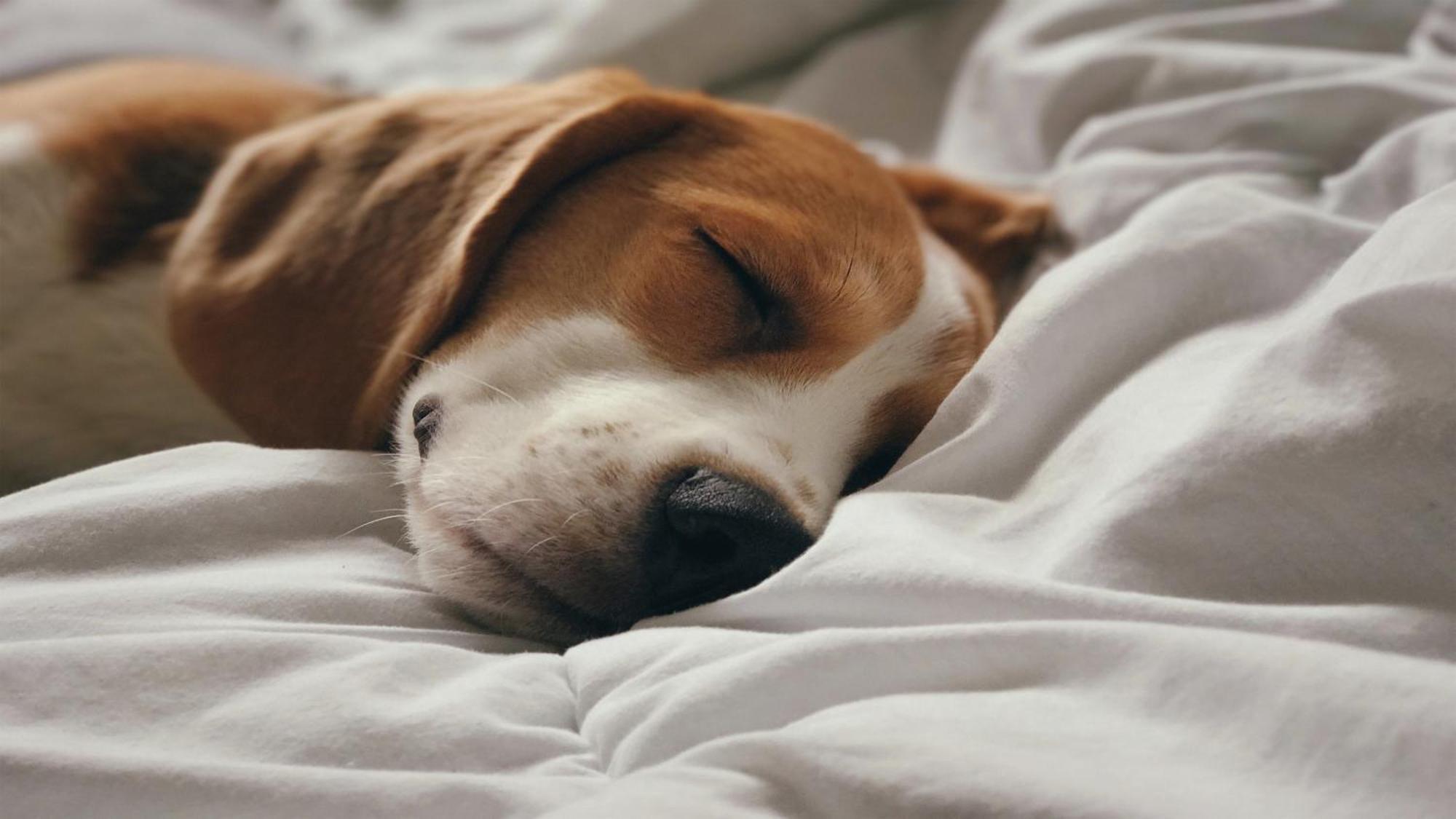 Holiday Inn Santo Domingo Hotel&Suites, an IHG Hotel Esterno foto A dog sleeping